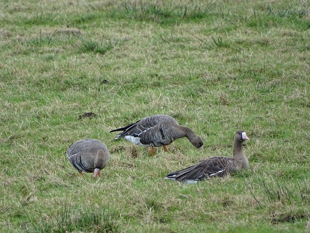 似手球停球 似手球停球