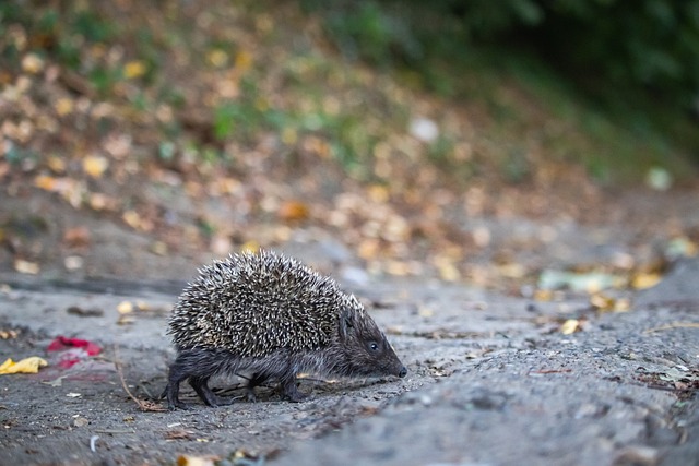 国际社会的 国际社会的